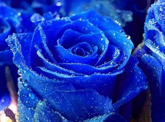 What does blue rose mean?