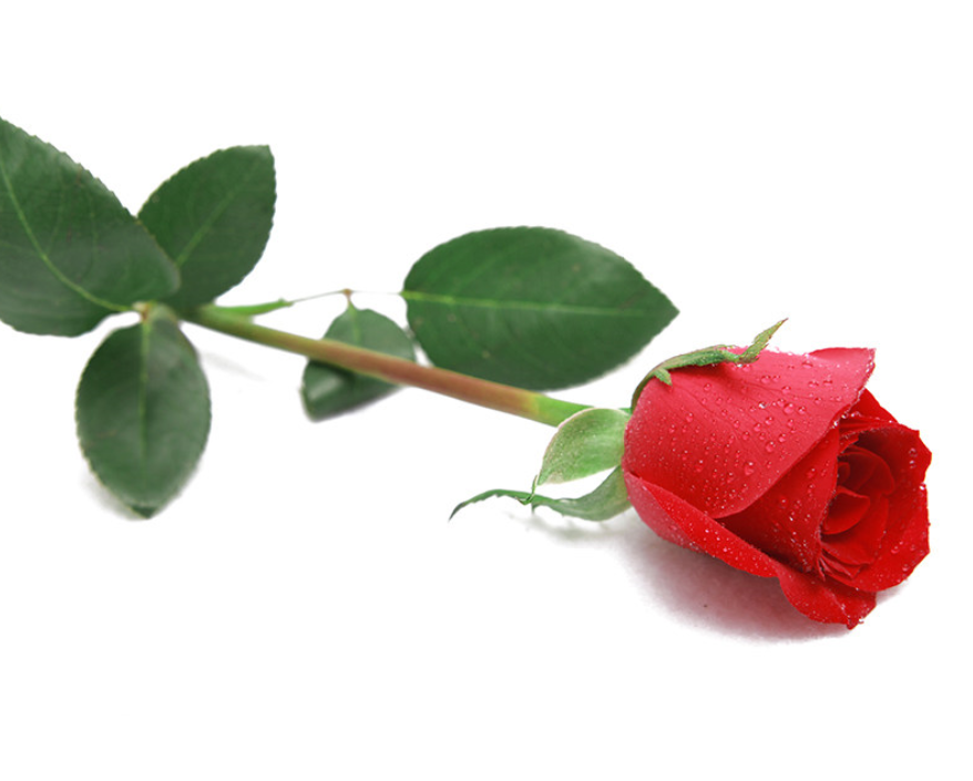 What flowers go well with roses