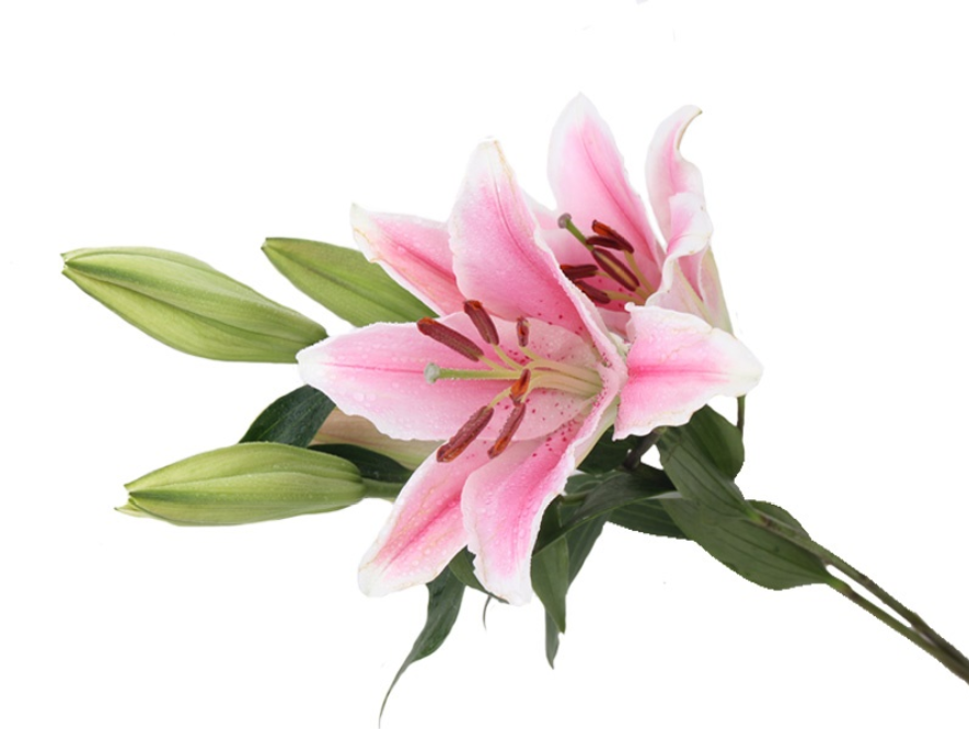 What flowers go well with roses