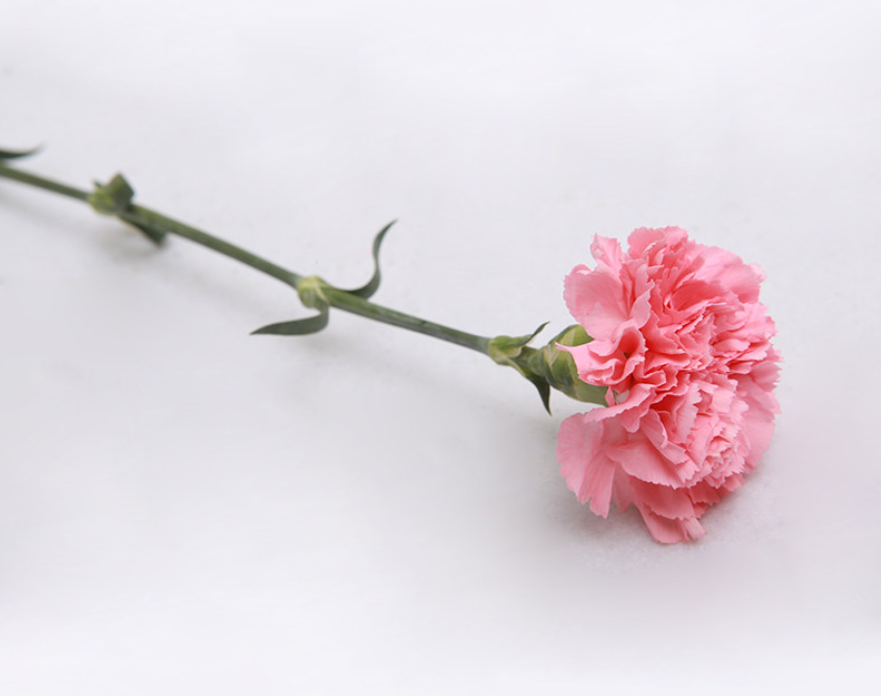 What flowers go well with roses