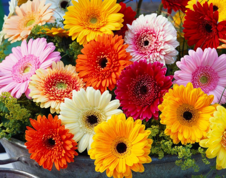 What flowers go well with roses