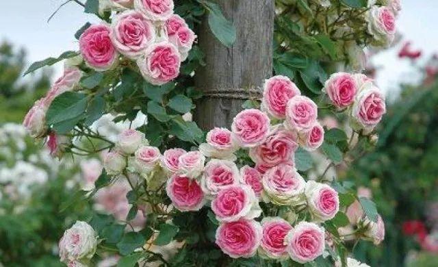 hould yellow leaves be removed from roses