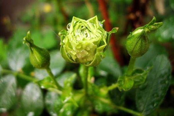 Are green roses real