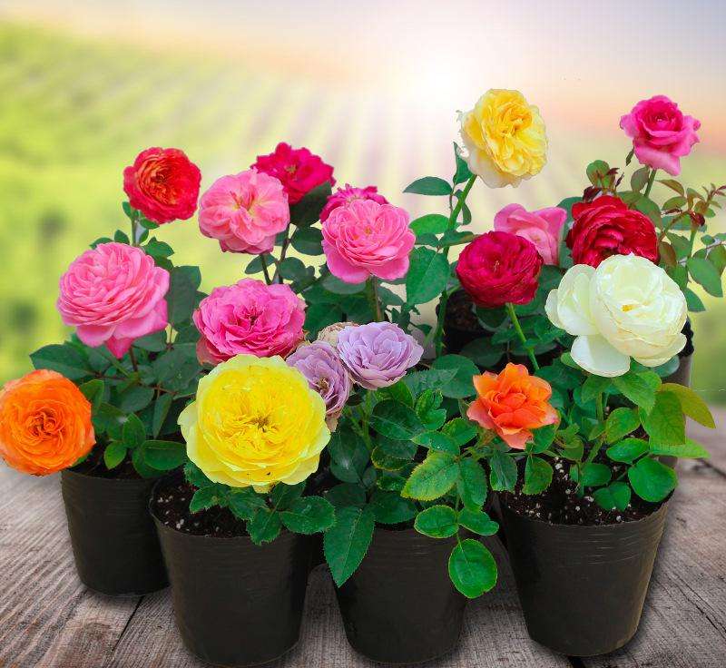 hould yellow leaves be removed from roses