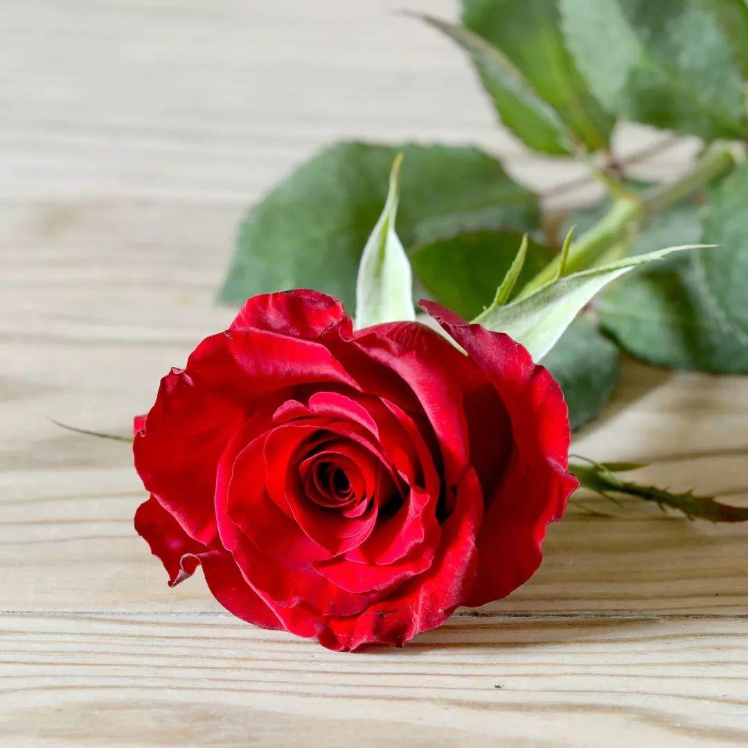 What color roses for graduation