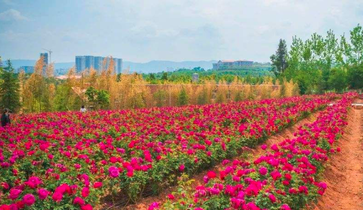 Why roses are not blooming