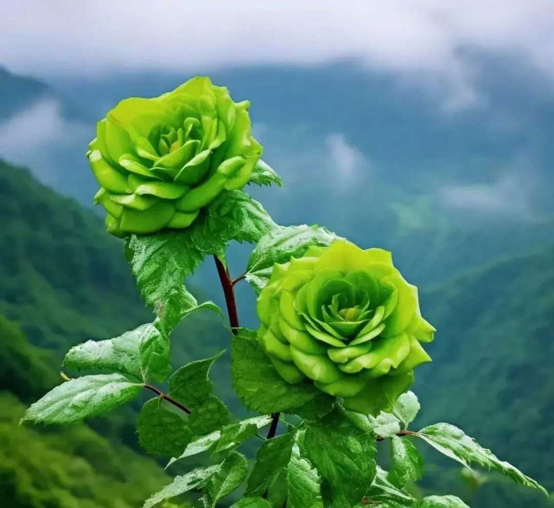 What do green roses mean