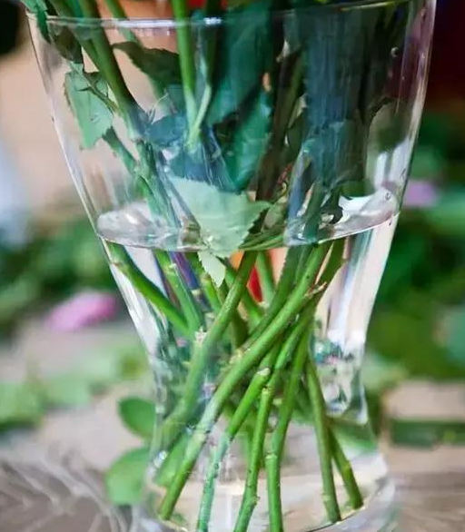 Do roses need sunlight in a vase