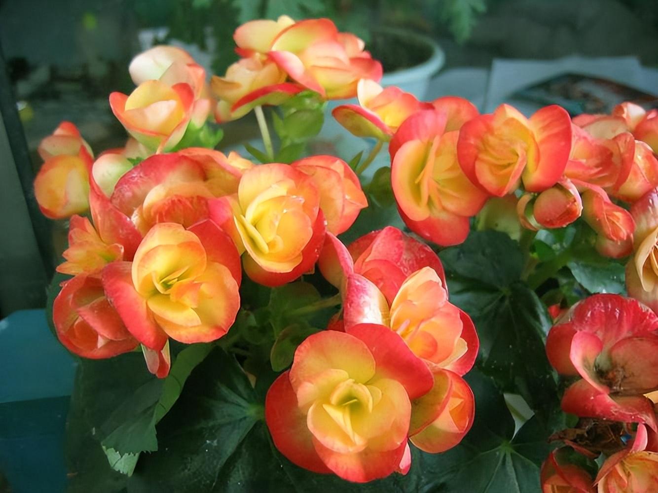 Can you transplant roses in fall