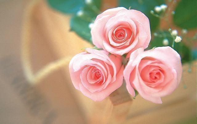 What is the significance of pink roses