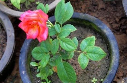 How to treat black stems on roses