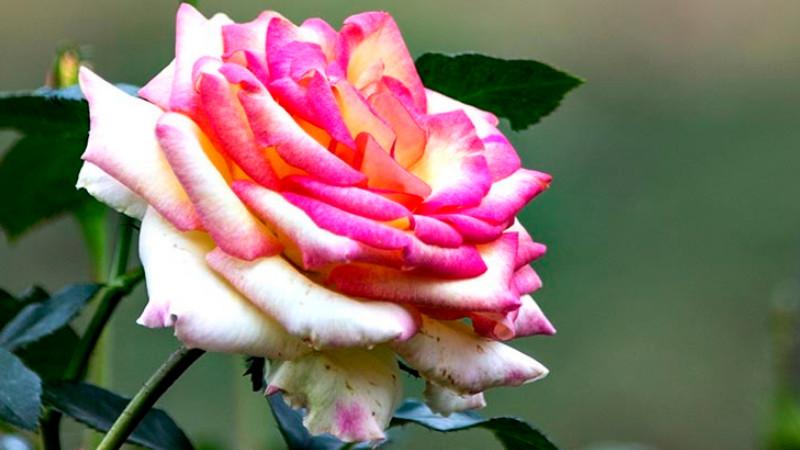 how to get rid of beetles on roses naturally