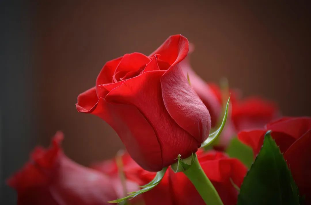 What are preserved roses