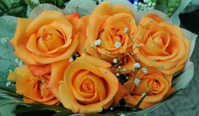 What do orange roses mean in a relationship
