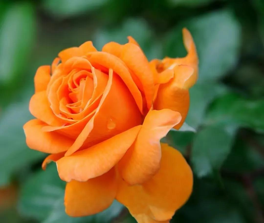 Are orange roses natural