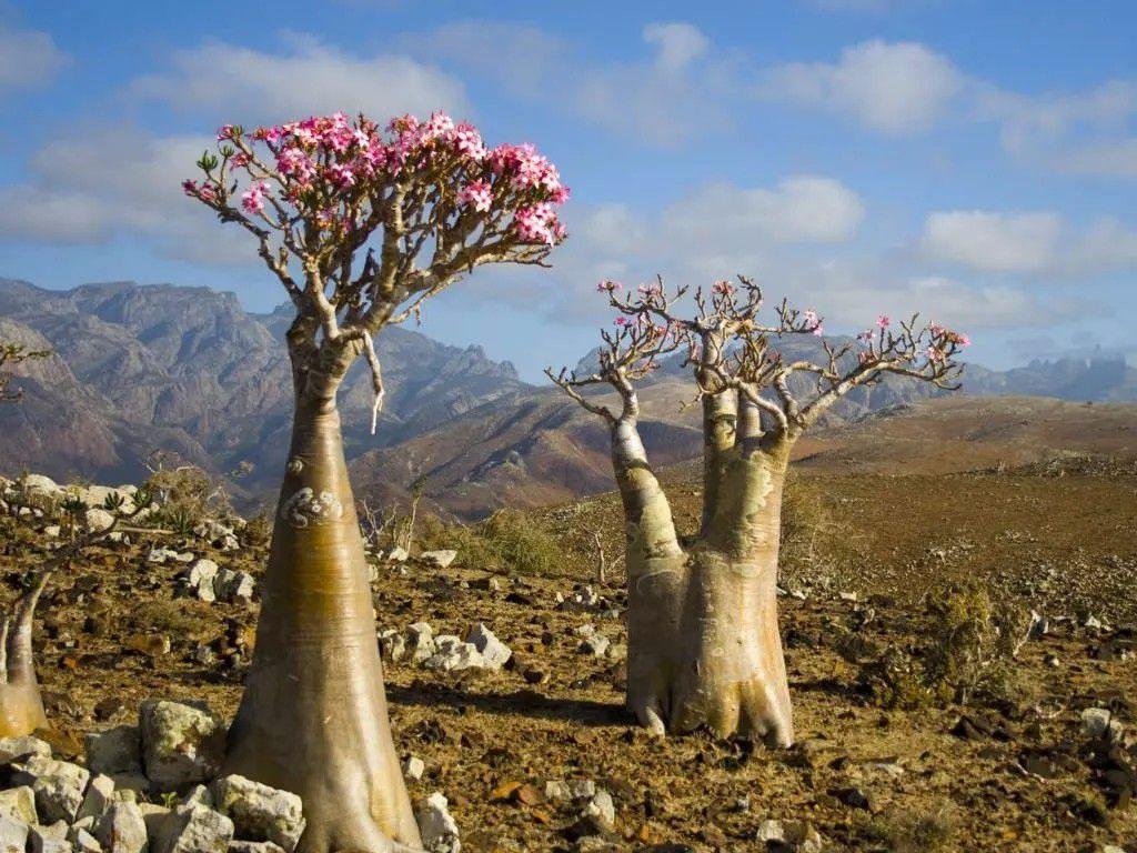 How big do desert roses get