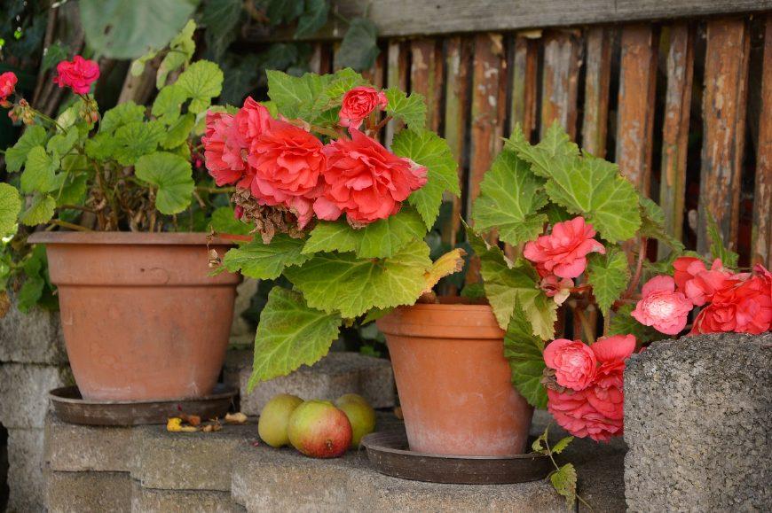Is beer good for roses