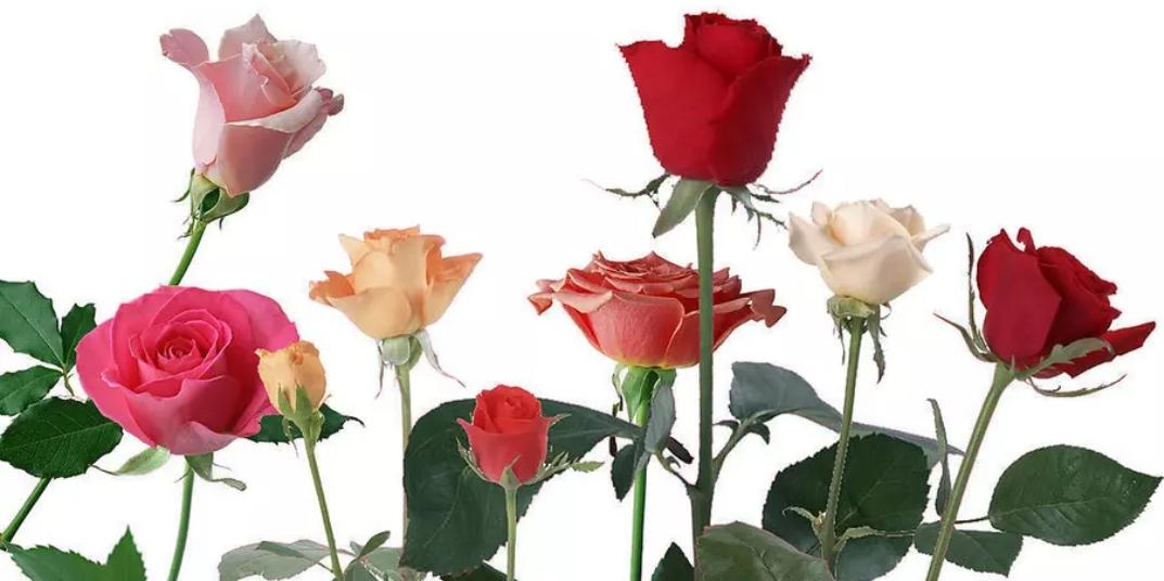 How many roses are sent for valentine's each year