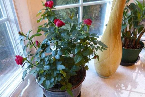 How often water roses