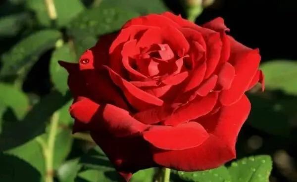 How much sunlight do roses need