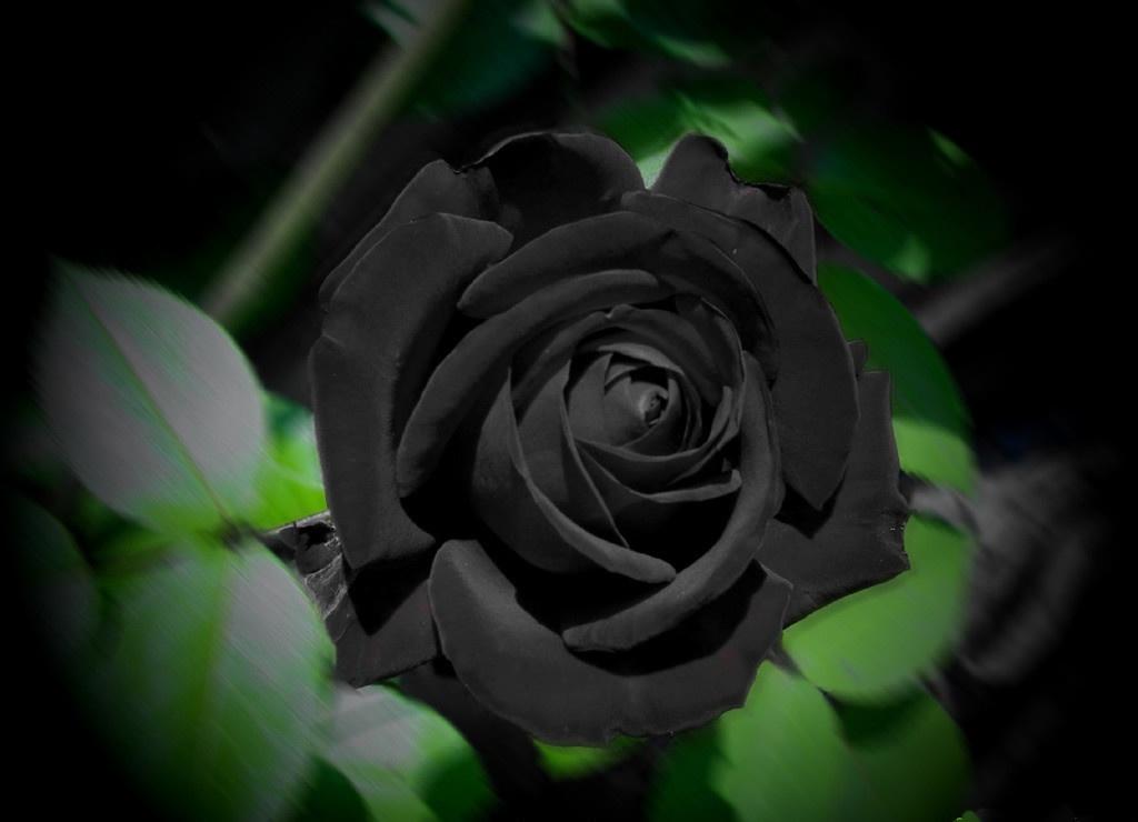 How to grow black roses