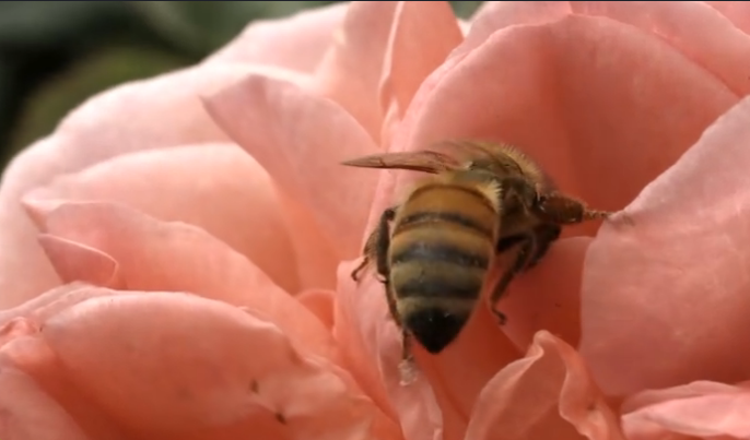 Does roses have pollen