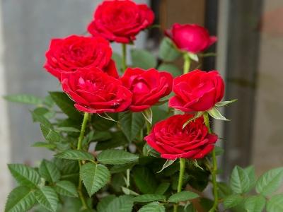 Can you grow roses indoors