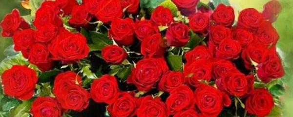 Can you grow roses indoors
