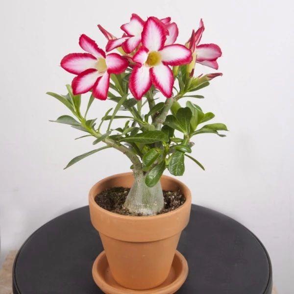 How big do desert roses get
