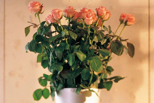 How to overwinter roses in pots