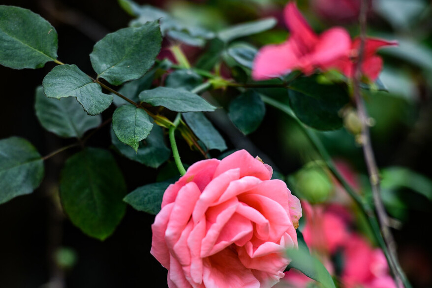 How to perk up roses