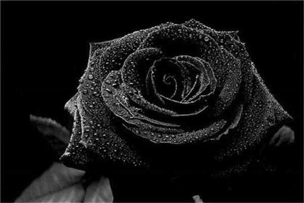 How to grow black roses