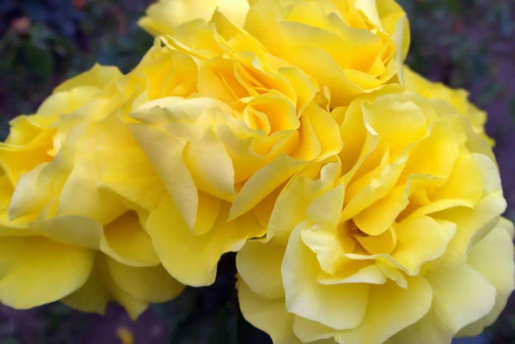 What color roses for graduation