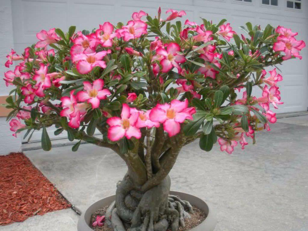 How big do desert roses get