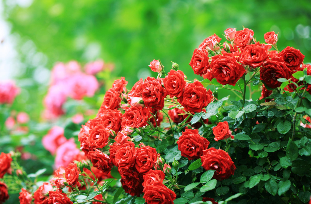 Where did roses originate