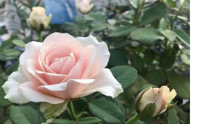 Can you transplant roses in fall