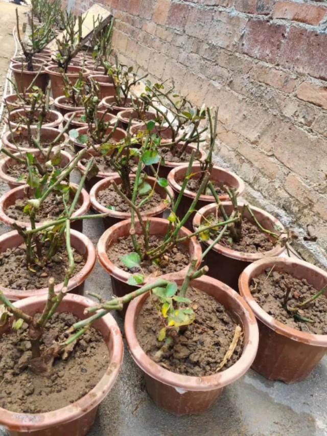 When can i move my roses