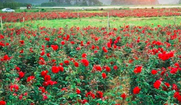 Why roses are not blooming