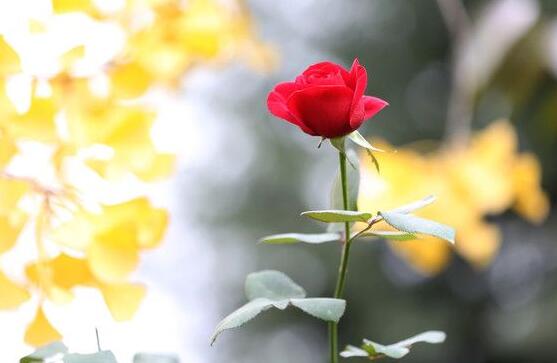 Why are my roses turning yellow