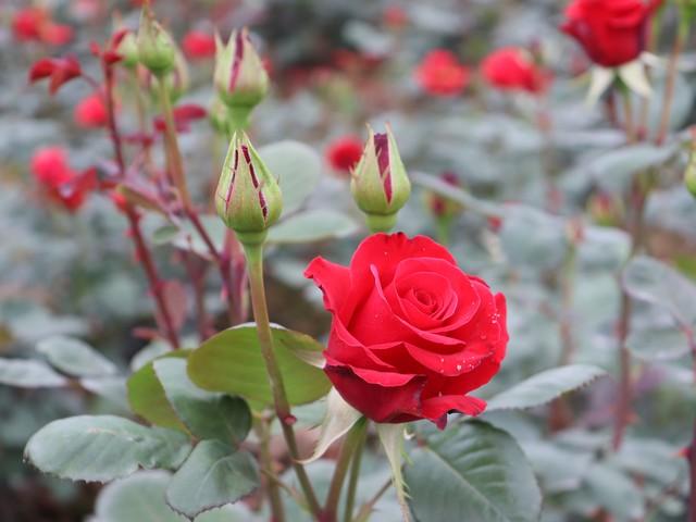 How to treat black stems on roses