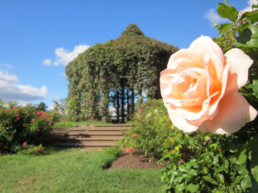 What plants grow well with roses