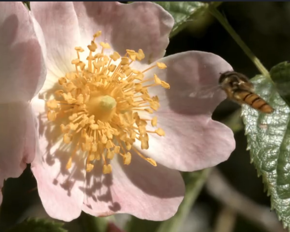 Does roses have pollen