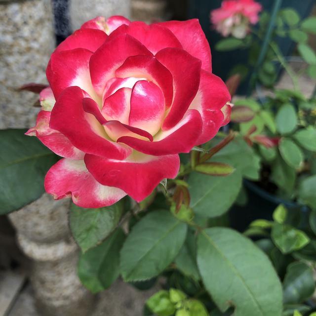 how to get rid of beetles on roses naturally