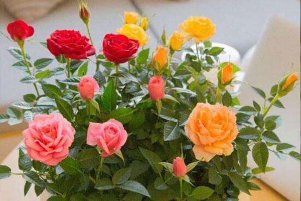 What do orange roses represent