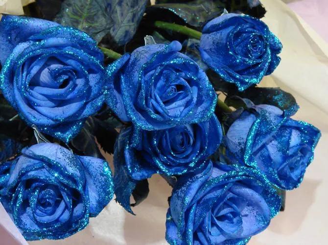 Why are my roses not blooming