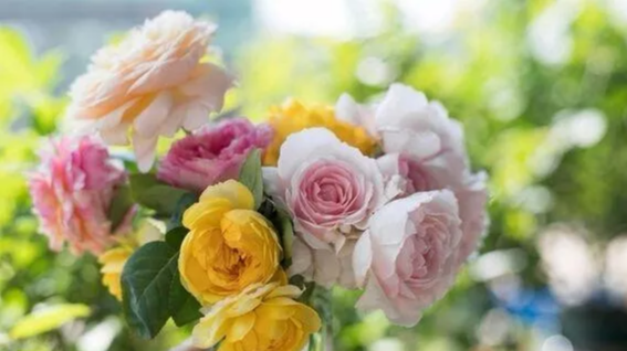 What do orange roses mean in a relationship