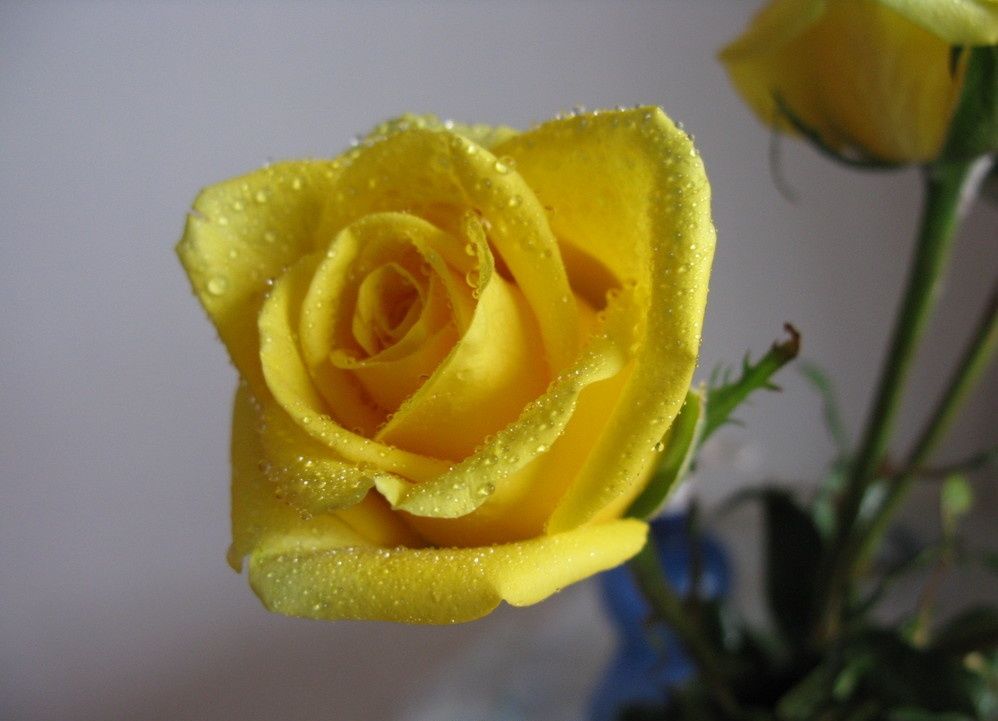 How to overwinter roses in pots