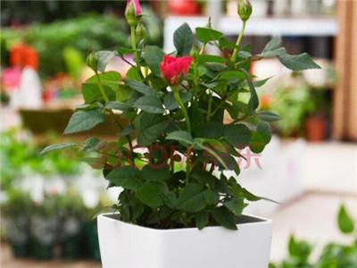 Can you grow roses indoors