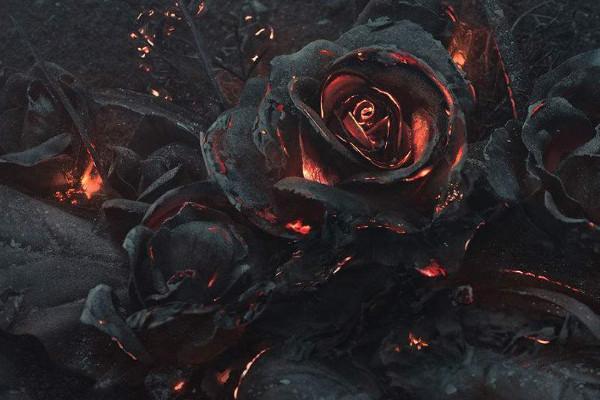 How to grow black roses