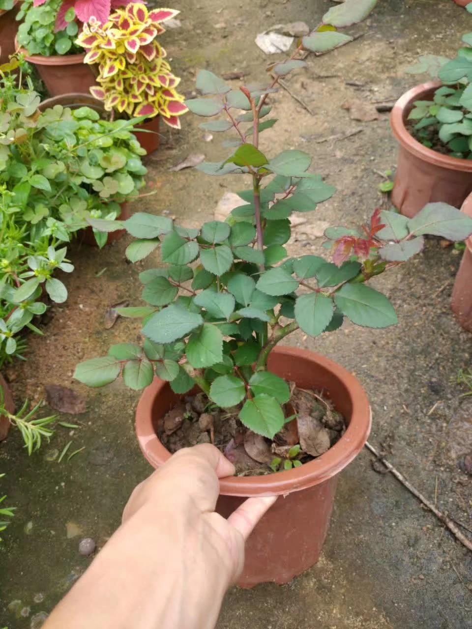 When can i move my roses